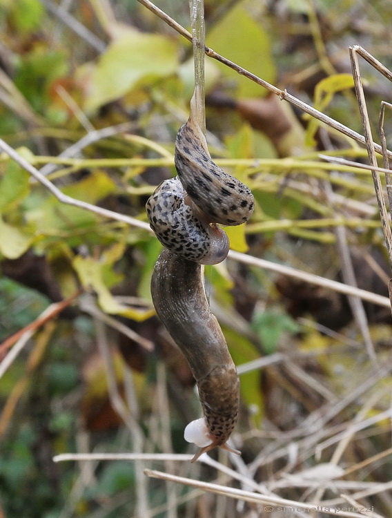 Accoppiamento di Limax maximus in terra pisana